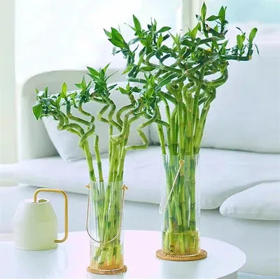 大富大貴富貴竹 1枝 Lucky Bamboo Spiral 70cm