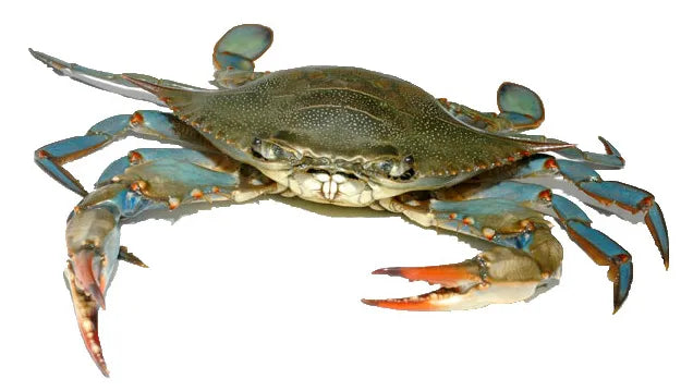 活青蟹 每隻 Blue Crab Each (Cambridge Delivery Only)