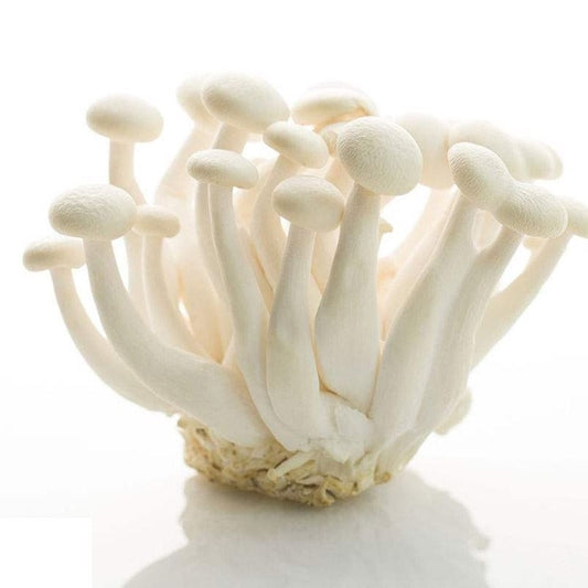 Shimeji Mushroom White Each Pack / 白玉菇 每盒