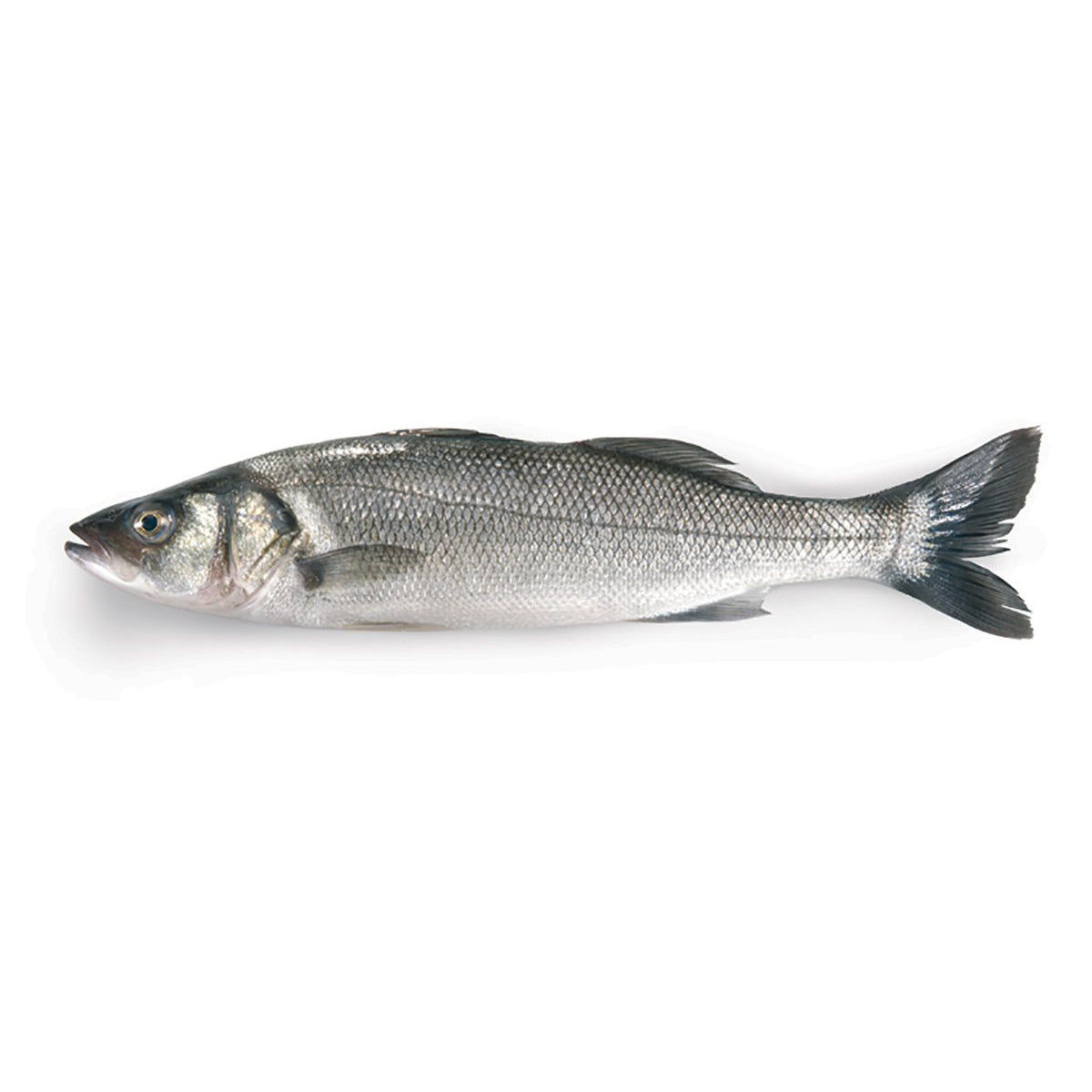 新鮮鱸魚 每條約400-600g Fresh Sea Bass each about ~400-600g (默认处理,如不需要处理请留言) (Cambridge Delivery Only)