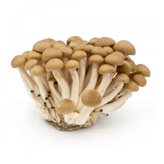 Shimeji Mushroom Brown Each Pack  / 蟹味菇 每盒
