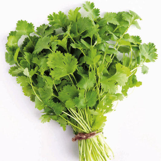 芫茜 (香菜) 100g Coriander bunch