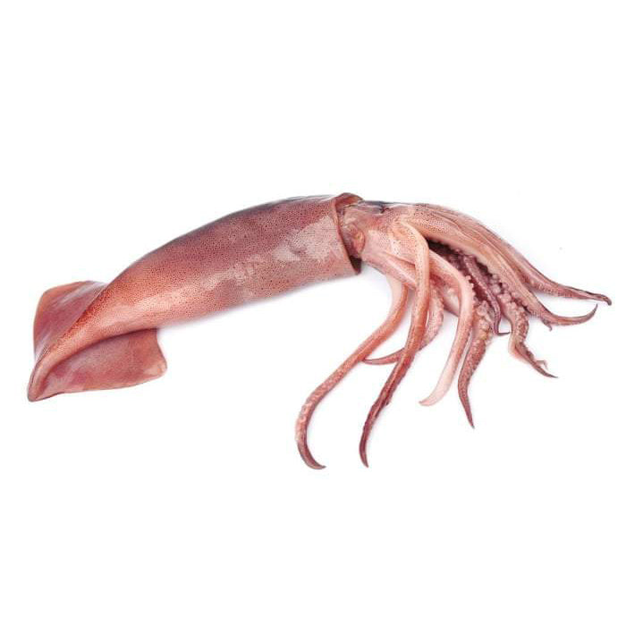 新鮮魷魚 600g -800g Fresh Squid (Cambridge Delivery Only)
