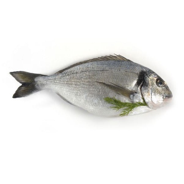 新鮮立魚 每條約600g Sea Bream each about 600g (默认处理,如不需要处理请留言) (Cambridge Delivery Only)
