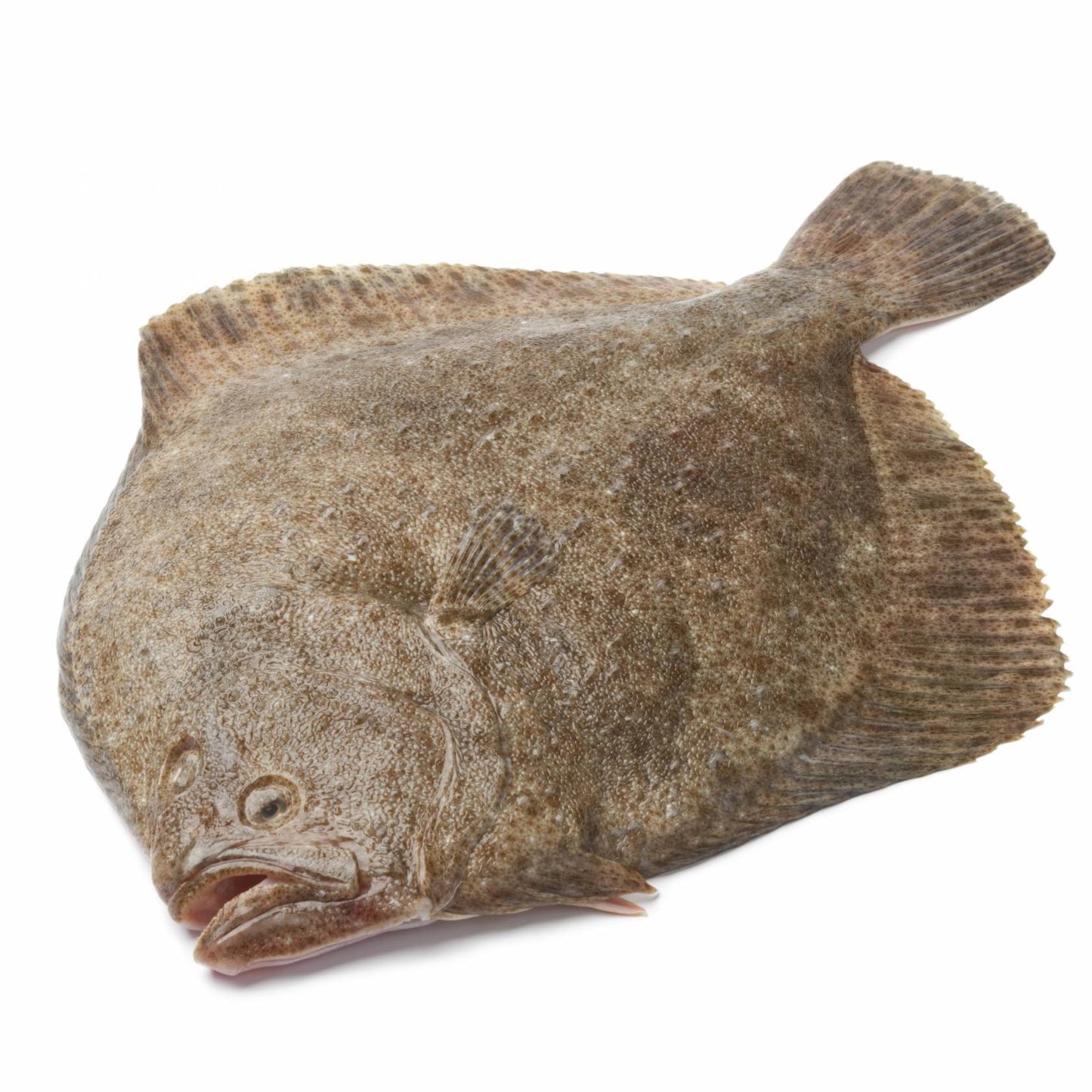 新鮮多寶魚 800~1000g Fresh Turbot Each (Cambridge Delivery Only)