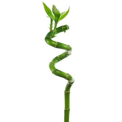 大富大貴富貴竹 1枝 Lucky Bamboo Spiral 70cm