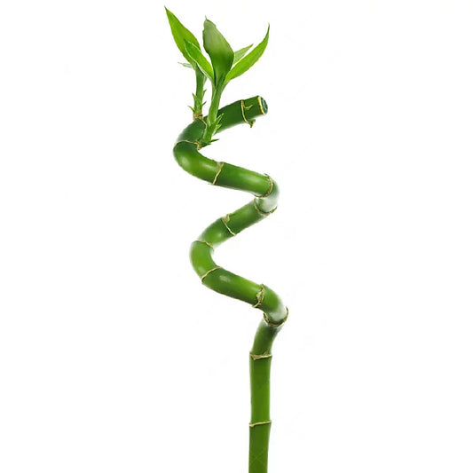 大富大貴富貴竹 1枝 Lucky Bamboo Spiral 70cm