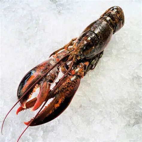 冰鮮龍蝦 約700g Frozen Lobster