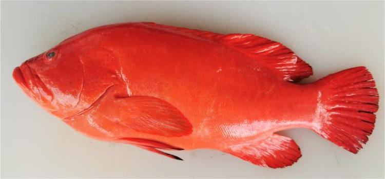 Fresh Red Grouper Each 700~100g / 新鲜紅石斑 (Cambridge Delivery Only)
