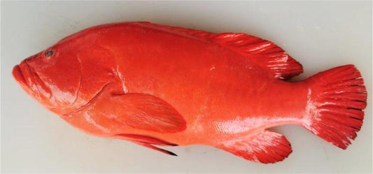 Fresh Red Grouper Each 700~100g / 新鲜紅石斑 (Cambridge Delivery Only)