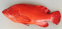 Fresh Red Grouper Each 1000~1200g / 新鲜紅石斑 (Cambridge Delivery Only)