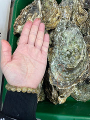 [NEW] Fresh XL Pacific Oyster 1pc 超大野生生蠔