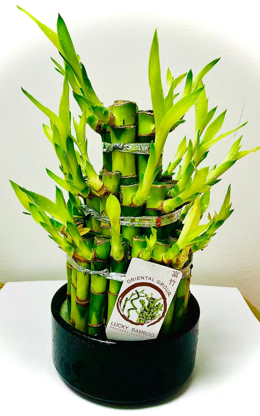 大富大貴富貴竹盆栽 Lucky Bamboo in Pot
