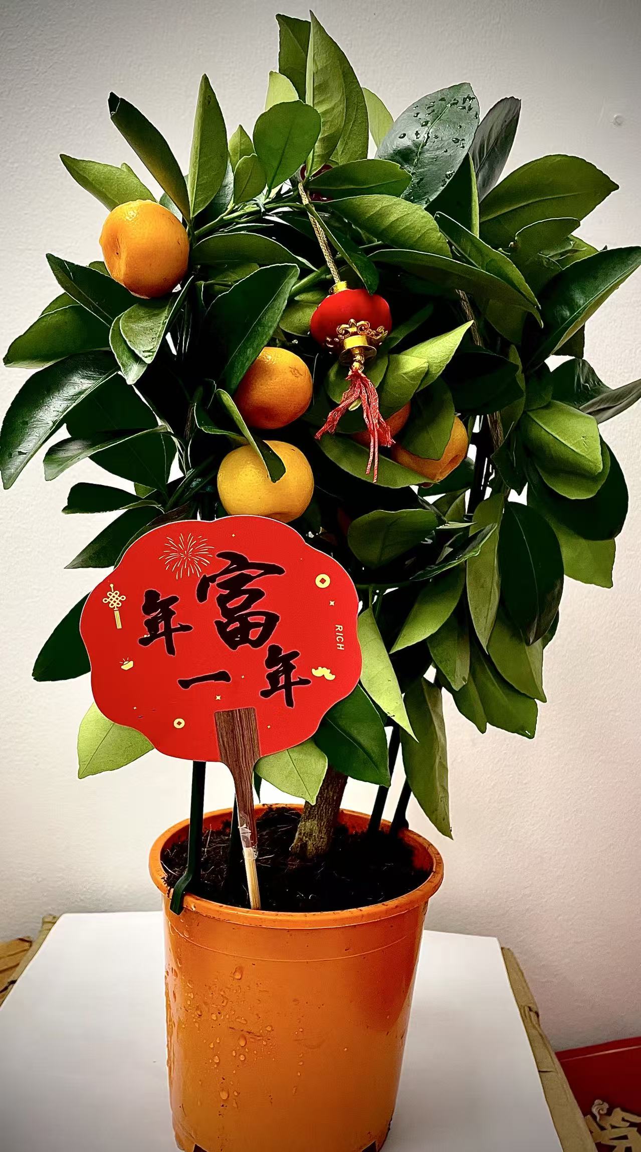 大吉大利桔仔樹 Citrus Kumquat Tree 45cm