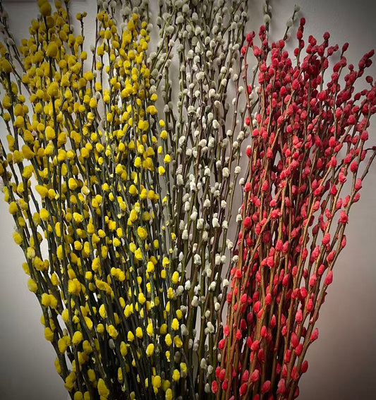 招財旺運銀柳枝 單枝 Salix Caprea 1 pc