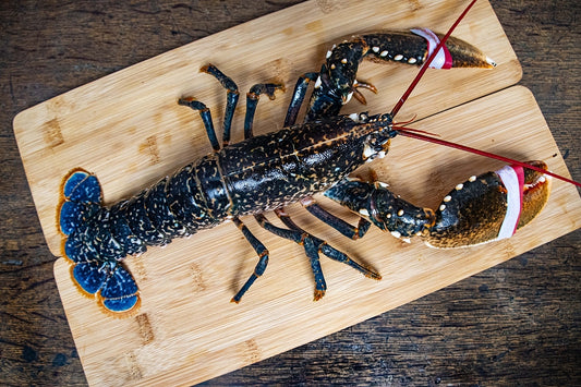 活龍蝦 約800g Live Lobster