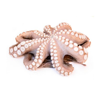 冰鮮八爪魚 1kg (net 900g) Frozen Octopus Whole Cleaned