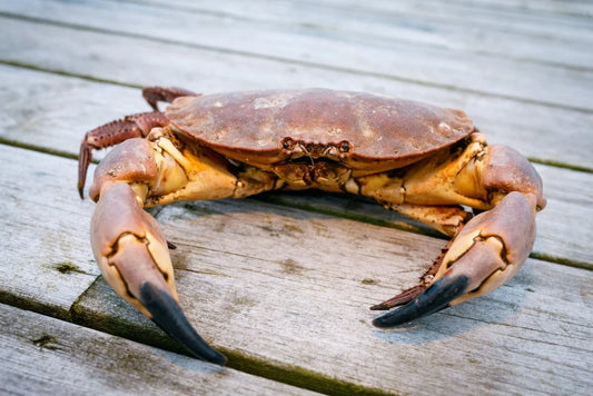 活面包蟹 約750-800g Live Brown Crab
