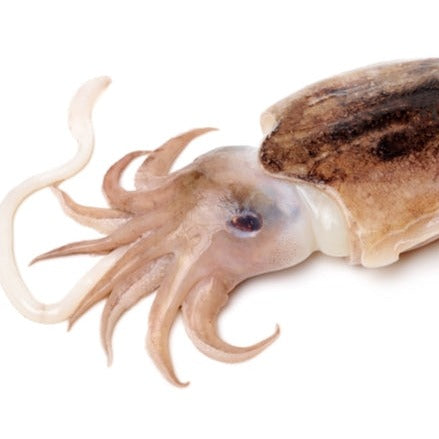 Fresh Cuttlefish Weight 1000g / 新鲜墨鱼  (Cambridge Delivery Only)
