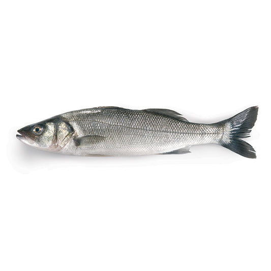 Fresh Sea Bass each about ~500-600g/ 新鮮鲈鱼 每条约500-600g (默认处理，如不需要处理请留言)    (Cambridge Delivery Only)