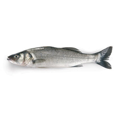 Fresh Sea Bass each about ~550g/ 新鮮中鲈鱼 每条约550g (默认处理，如不需要处理请留言)    (Cambridge Delivery Only)
