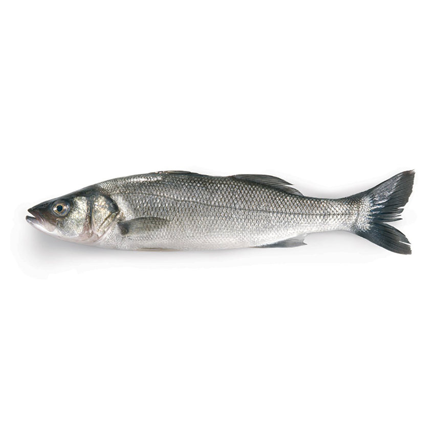 Fresh Sea Bass each about ~750g / 新鮮大鲈鱼 每条约750g (默认处理，如不需要处理请留言)    (Cambridge Delivery Only)p