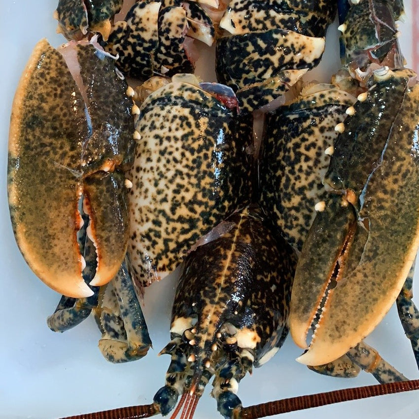 Clean & Cut Whole Lobster (Approx 450g) 龙虾 每只 (已处理）