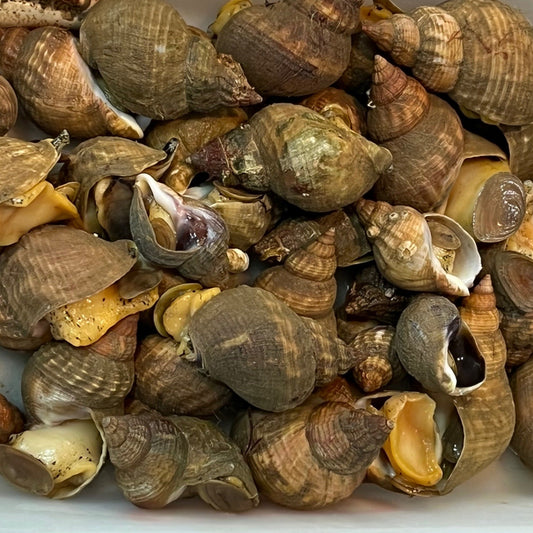 Whelk 1 kg / 东方螺 1kg  (Cambridge Delivery Only)