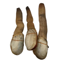 Geoduck Clam £88/ kg  pls book in advance 3 days before/ 象拔蚌 每kg 88镑（需提前3天预定）(Cambridge Delivery Only)