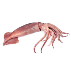 Fresh Squid 600g-800g / 新鲜鱿鱼  (Cambridge Delivery Only)