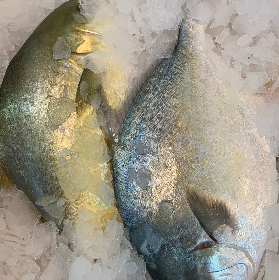 Golden Pomfret Each / 新鲜金仓鱼 每条