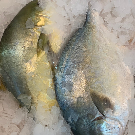 Golden Pomfret Each / 新鲜金仓鱼 每条