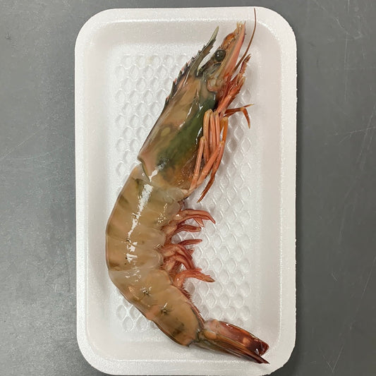 老虎蝦 每隻 Tiger Prawn Each (Cambridge Delivery Only)
