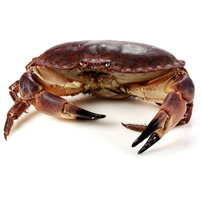 Clean & Cut Brown Crab Each 面包蟹 每只 (已处理) (Cambridge Delivery Only)