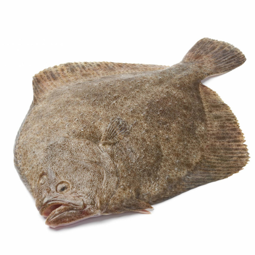 Fresh Turbot Each 800~1000g / 新鲜多宝鱼 每kg  (Cambridge Delivery Only)